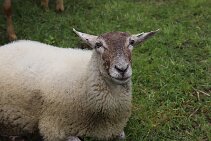 IMG_8113 null