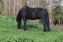 IMG_1012 null