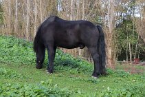 IMG_1013 null
