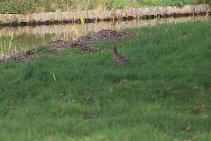 IMG_1024 null