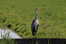 IMG_9171 null