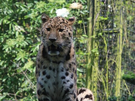 Blijdorp ZOO