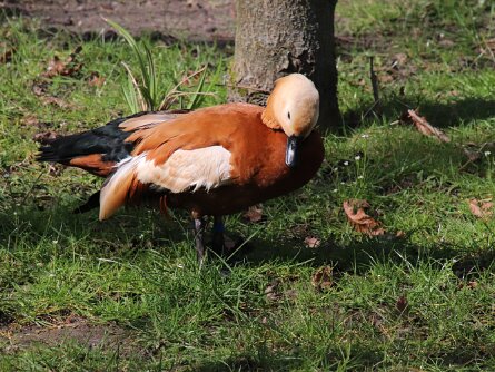 Vogels